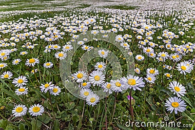 Field of daisy flowers (Bellis perennis) Stock Photo