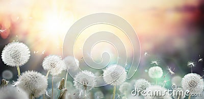 Field of dandelion in sunset Stock Photo