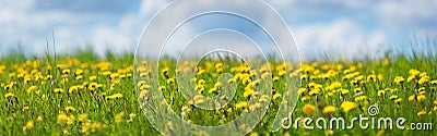 Field with dandelions and blue sky Stock Photo