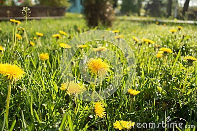 Field of dandelions in the park Stock Photo