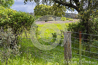 Field day in the grasslands of the Sierra Guadarrama on the outskirts of Madrid. Spain Stock Photo