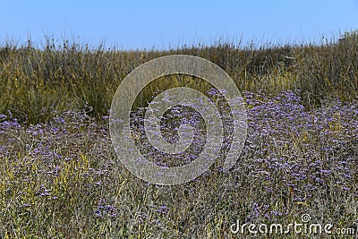 Field desert dried flowers multicolored purple Stock Photo