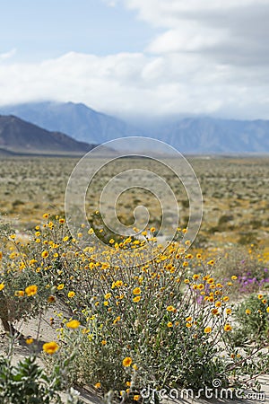 Field of desert sunflowers blooming in a valley Stock Photo