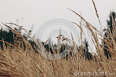 Field of dry brown grass over grey cloudy sky. Autumn landscape. Closeup of wild meadow plants. Selective focus, blurred Stock Photo