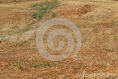 Field of dry bushwood in summer Stock Photo