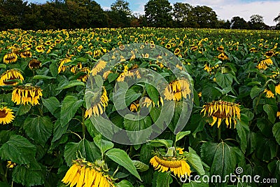 Droopy dying Sunflowers. Wilting leaves. Stock Photo