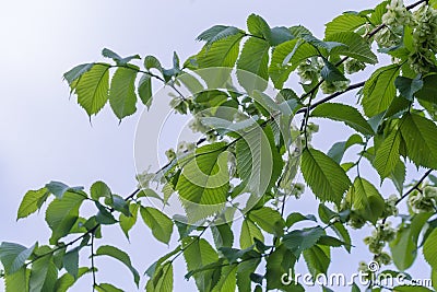 Field elm branches with leaves and green seeds against sky Stock Photo