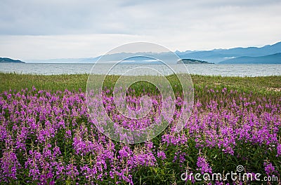 Field of fireweed, Lake Baikal, Russia Stock Photo