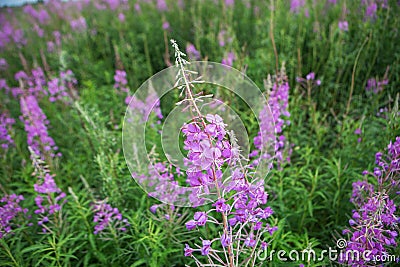 Field with fireweed Stock Photo