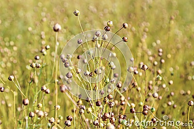 Field of flax plant, close up. Stock Photo