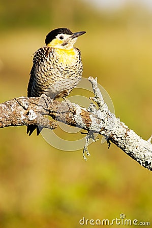 Field Flicker Stock Photo