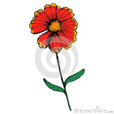 Field flower Vector Illustration