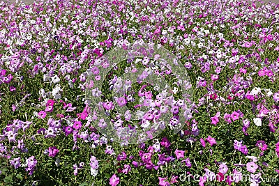 Field of flowering colorful petunias Stock Photo