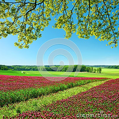 Field of flowering crimson clovers Trifolium incarnatum in sunny day. Stock Photo