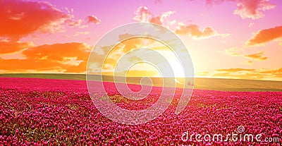 Field of flowering crimson clovers (Trifolium incarnatum) at sunset. Stock Photo