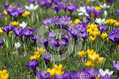 Field of flowering crocus vernus plants, group of bright colorful early spring flowers in bloom Stock Photo