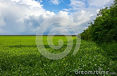 Field flowering grass, grove of trees, beautiful clouds Stock Photo