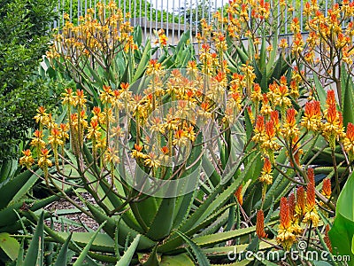The field of Flowering mountain aloe in yellow and orange colors in a botanical garden. Stock Photo