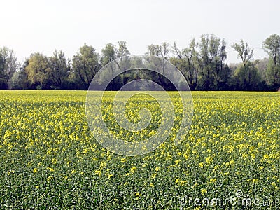 Field of flowering rape in spring Stock Photo