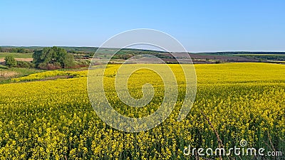 field of flowering rapeseed. biofuels Stock Photo