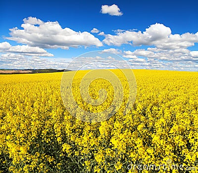 Field of flowering rapeseed canola or colza Stock Photo