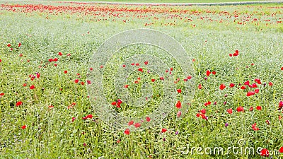 Field with flowering red poppies. Stock Photo