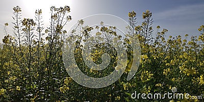 A field of flowers Stock Photo