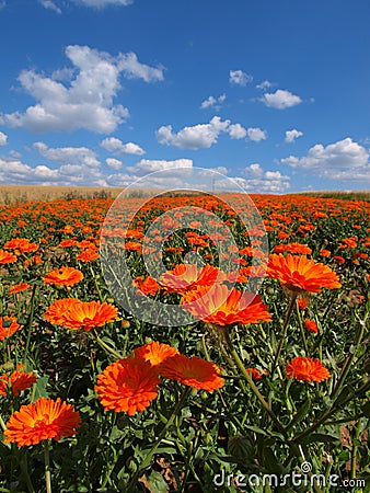 Field of flowers Stock Photo