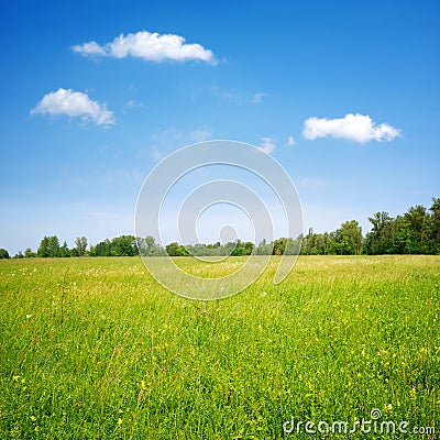 Field flowers and blue sky Stock Photo