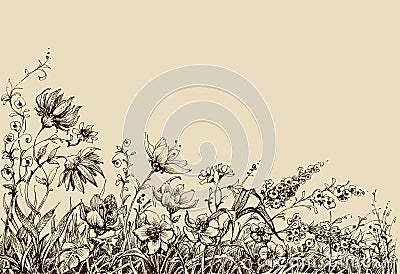 Field flowers Vector Illustration