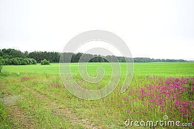 Field of flowers, green grass plants. Forest. The lush grass. Unique flowers decoration Stock Photo