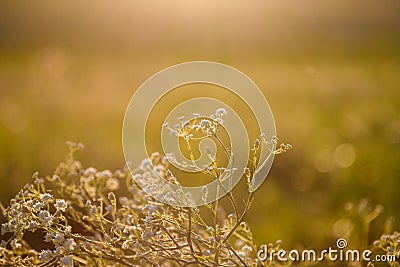 Field flowers, herbs and leaves in beautiful sunset light. Blurry background, copy space. Contryside life, freedom, summer Stock Photo