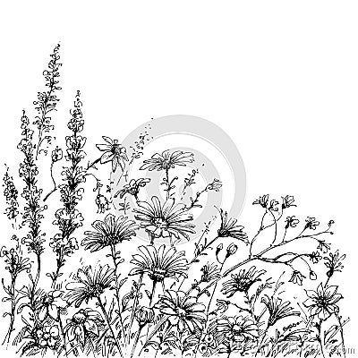 Field flowers sketch Vector Illustration