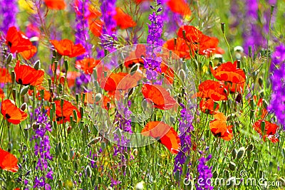 Field of flowers.Spring abstract background.Nature. Stock Photo