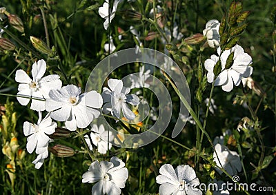 Field flowers Stock Photo