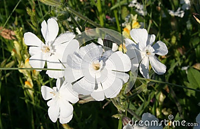 Field flowers Stock Photo