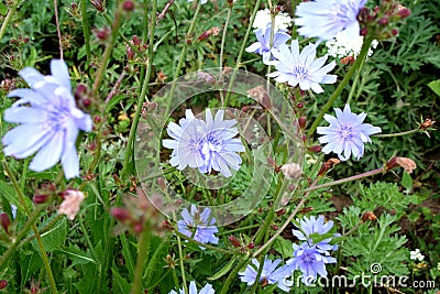 Field flowers Stock Photo