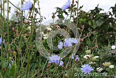 Field flowers Stock Photo