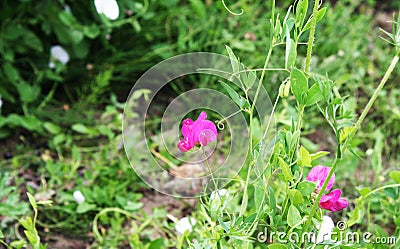 Field flowers Stock Photo