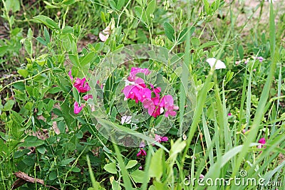 Field flowers Stock Photo