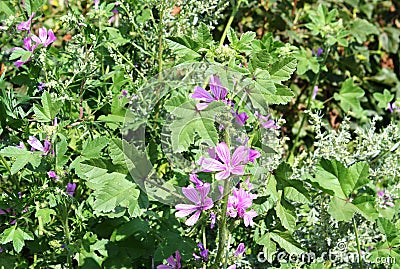 Field flowers Stock Photo