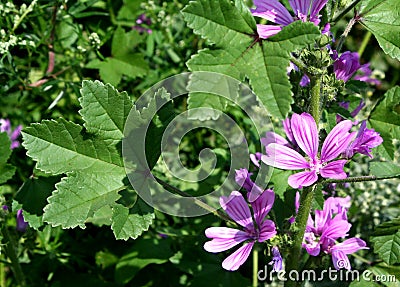 Field flowers Stock Photo