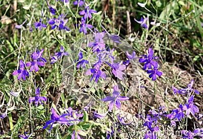 Field flowers Stock Photo