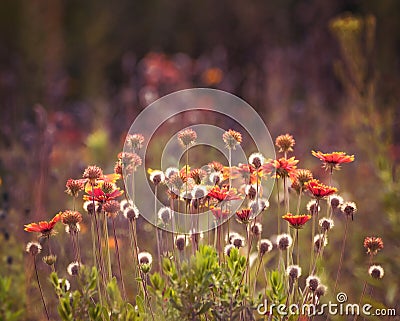 field of flowers at sunset with back lighting Stock Photo