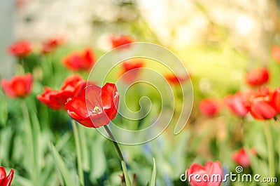 Field flowers tulip. Beautiful nature scene with blooming red tulip in sun flare/Spring flowers. Beautiful meadow. Spring Stock Photo