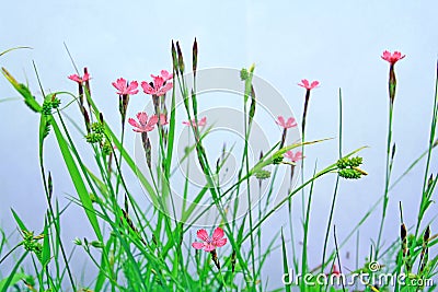 Field flowerses Stock Photo