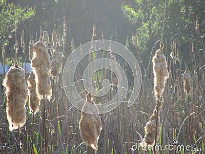 Field Stock Photo