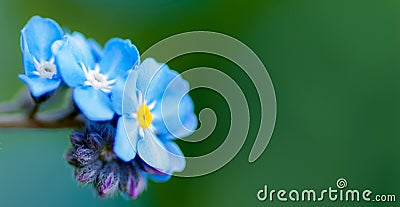 Field forget-me-not Stock Photo