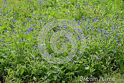 Field Forget-me-not or Forgetmenot - Myosotis arvensis, Surlingham, Norfolk, England, UK Stock Photo