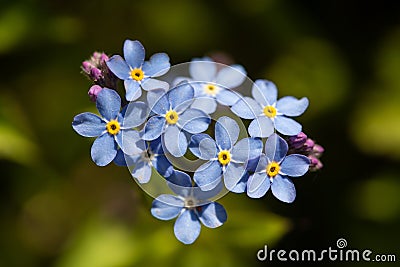 Field Forget-me-not Myosotis arvensis Stock Photo